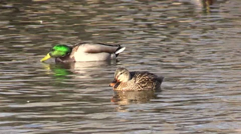 Mallard Pair 스톡 동영상 33908320