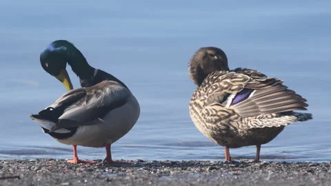 Mallard Pair Preening Stock Footage 312189403