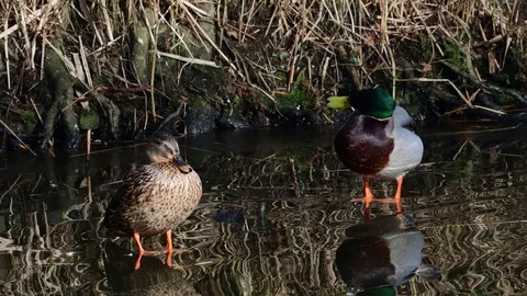 Mallard pair sitting on ice, winter Stock Footage 92896387