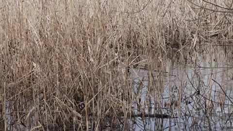 Mallard pair swimming Stock Footage 332890733