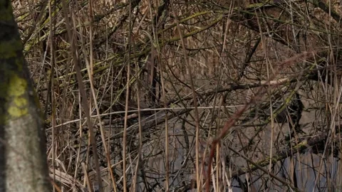 Mallard pair swimming Video stock 332890763