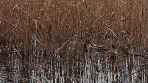 Mallard pair swimming Video stock 332890813