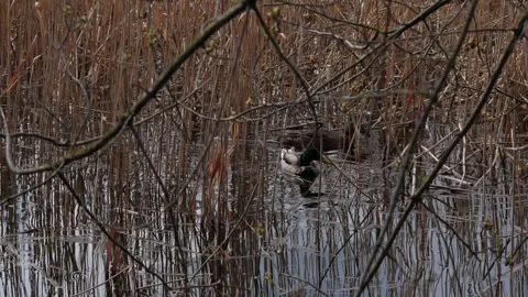 Mallard pair swimming Video stock 332890891