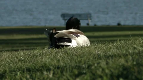 Mallard at the Park Stock Footage 199523336