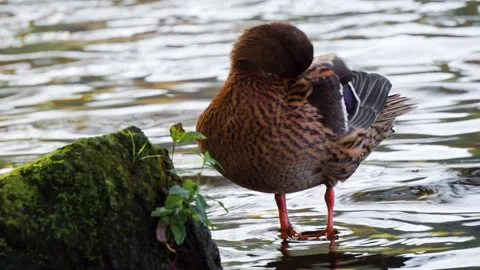 Mallard pecking Stock Footage 151605788