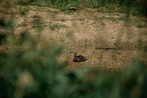 Mallard perched atop a patch of grass near a tranquil body of water Stock Photos