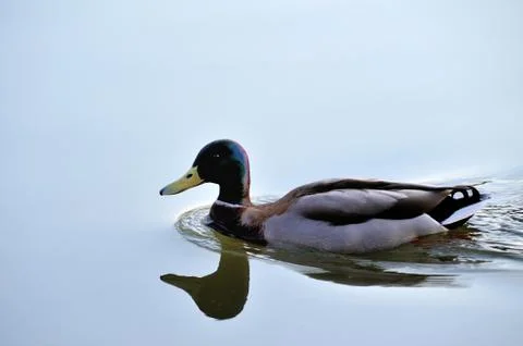 Mallard Stock Photos
