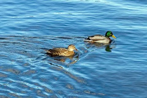 Mallard Stock Photos