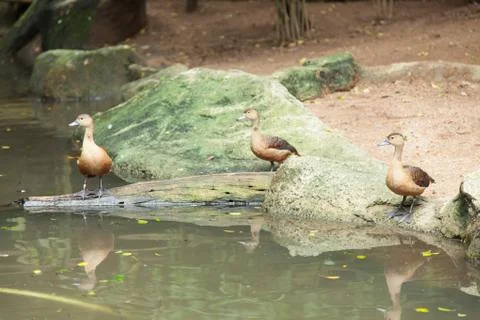 Mallard Stock Photos