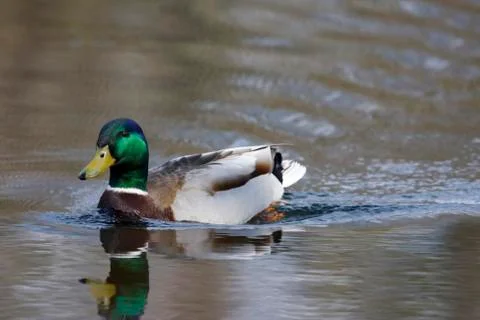 Mallard Stock Photos