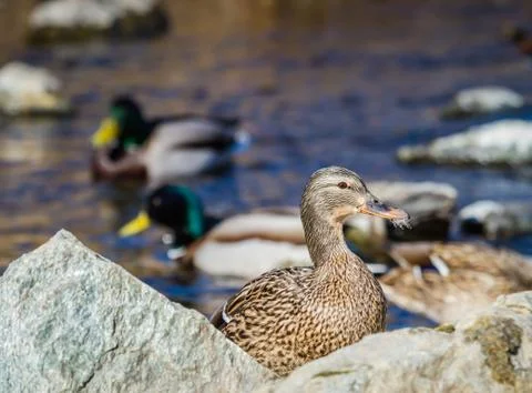 Mallard Stock Photos