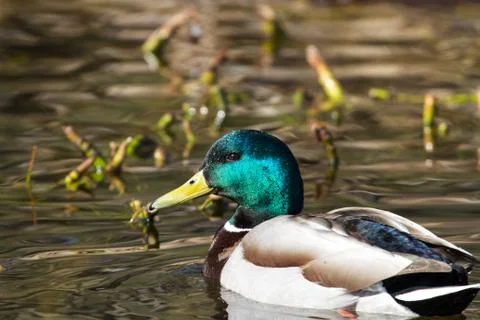 Mallard Stock Photos