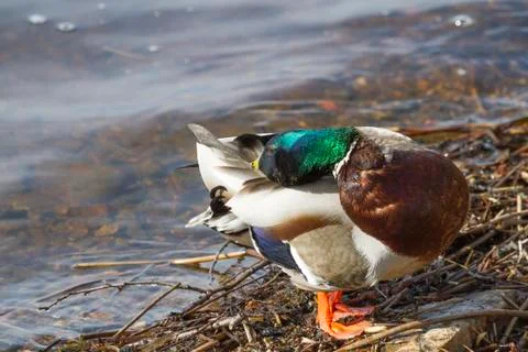 Mallard Stock Photos