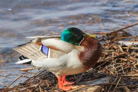 Mallard Stock Photos