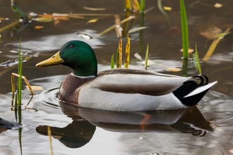 Mallard Stock Photos