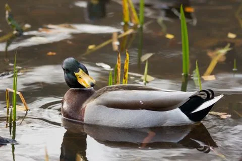 Mallard  Stock Photos