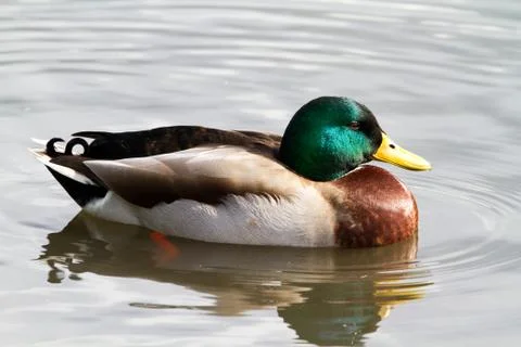 Mallard Stock Photos