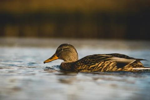 Mallard Stock Photos