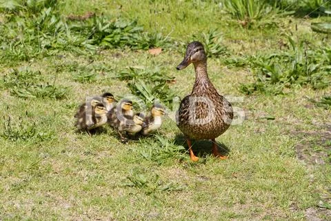Mallard Stock Photos