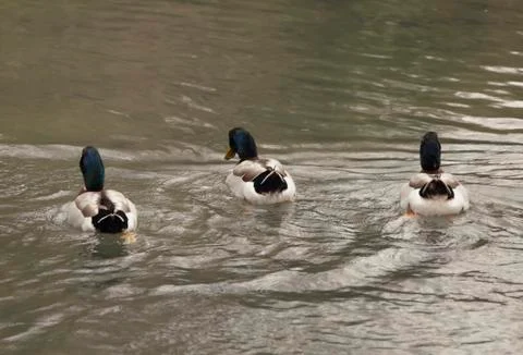 Mallard Stock Photos