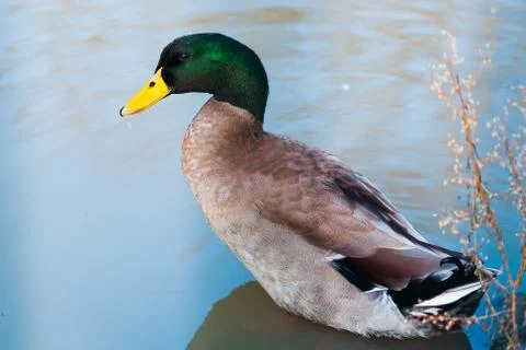 Mallard Stock Photos