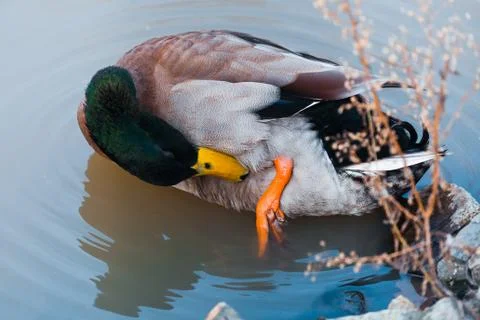 Mallard Stock Photos