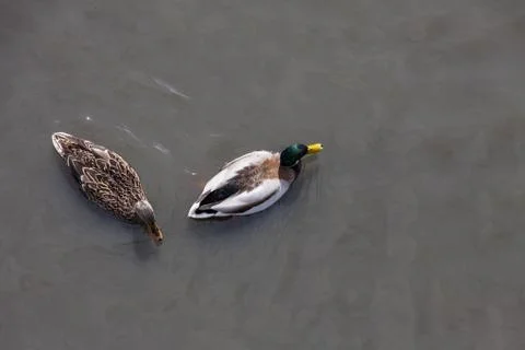 Mallard Stock Photos