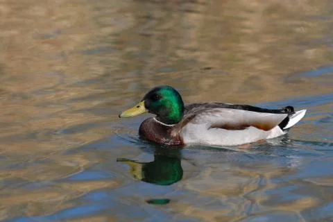 The Mallard Foto stock