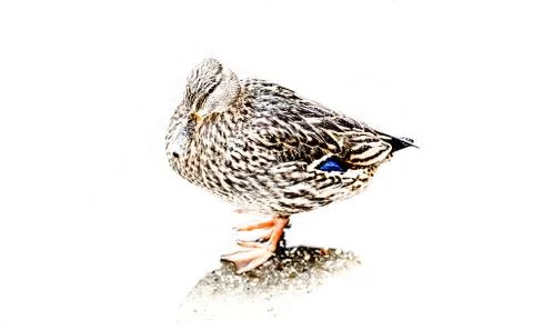 Mallard Stock Photos