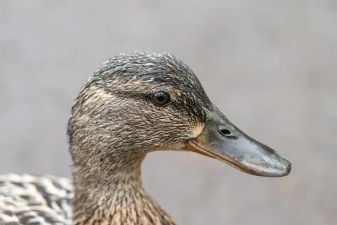Mallard Stock Photos