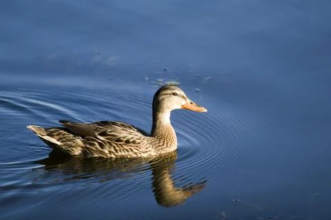 Mallard Stock Photos