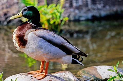 Mallard Stock Photos