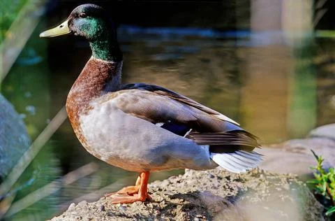Mallard Foto stock