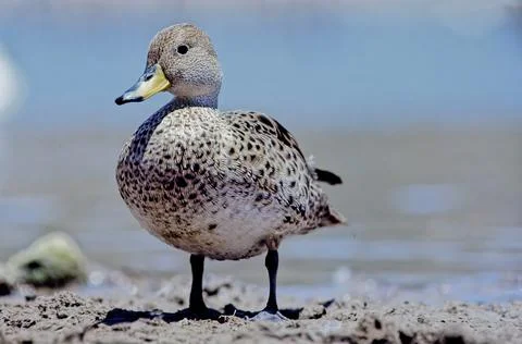 Mallard Stock Photos