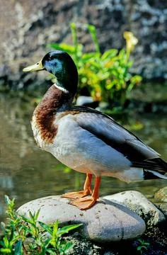 Mallard Stock Photos