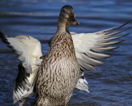 Mallard Stock Photos