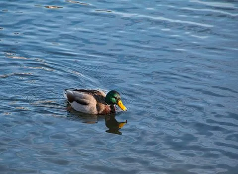 Mallard Stock Photos