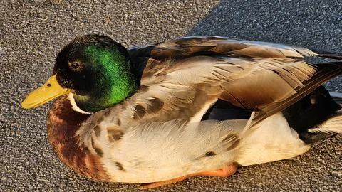 Mallard Stock Photos