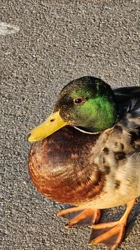 Mallard Stock Photos