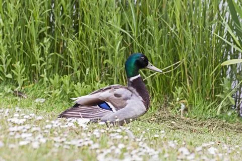 Mallard Stock Photos