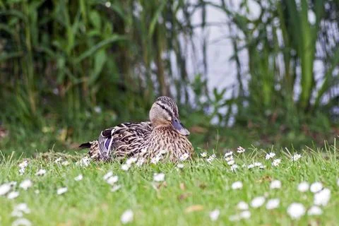 Mallard Stock Photos
