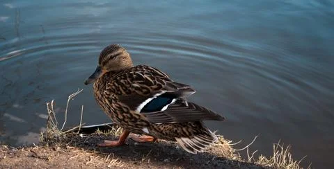 A mallard Stock Photos