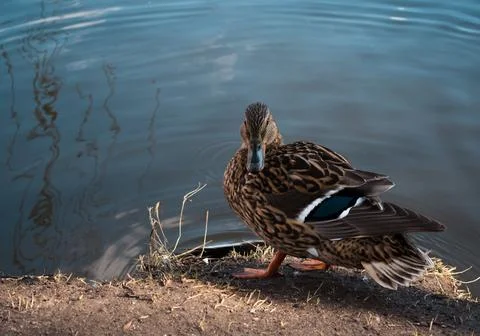 A mallard Stock Photos
