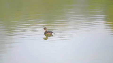 Mallard in Pool Stock Footage 314820346