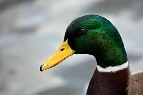 Mallard, a portrait Stock Photos