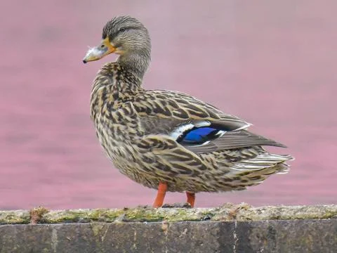 Mallard Portrait Stock Photos
