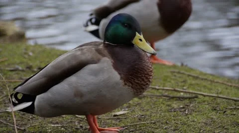 Mallard Preening 01 스톡 동영상 21865431