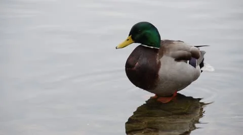 Mallard Preening 02 스톡 동영상 21872746