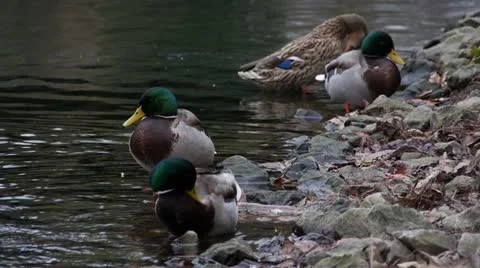 Mallard Preening 03 Stock Footage