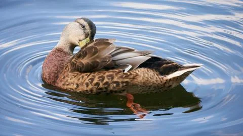 Mallard preening on water Stock Photos